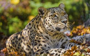 Preview wallpaper leopard, animal, predator, glance, fallen leaves