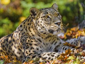 Preview wallpaper leopard, animal, predator, glance, fallen leaves