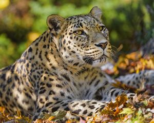 Preview wallpaper leopard, animal, predator, glance, fallen leaves