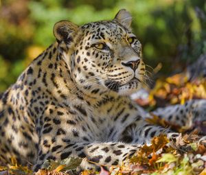 Preview wallpaper leopard, animal, predator, glance, fallen leaves