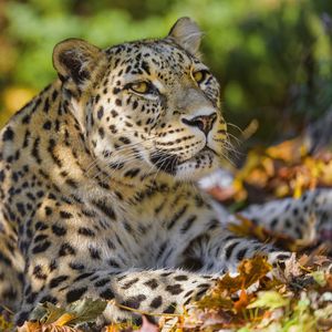 Preview wallpaper leopard, animal, predator, glance, fallen leaves