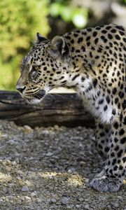 Preview wallpaper leopard, animal, predator, blur