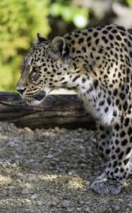 Preview wallpaper leopard, animal, predator, blur