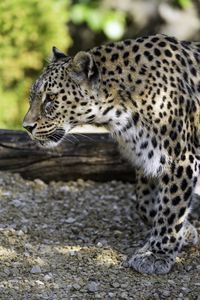 Preview wallpaper leopard, animal, predator, blur