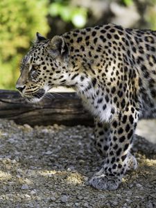 Preview wallpaper leopard, animal, predator, blur