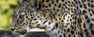 Preview wallpaper leopard, animal, predator, blur