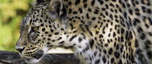 Preview wallpaper leopard, animal, predator, blur