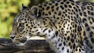 Preview wallpaper leopard, animal, predator, blur