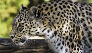 Preview wallpaper leopard, animal, predator, blur