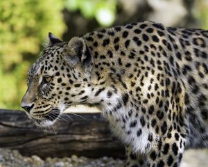 Preview wallpaper leopard, animal, predator, blur