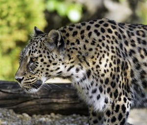 Preview wallpaper leopard, animal, predator, blur