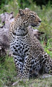 Preview wallpaper leopard, animal, predator, big cat, savannah, wildlife