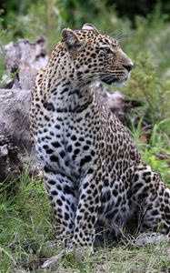 Preview wallpaper leopard, animal, predator, big cat, savannah, wildlife