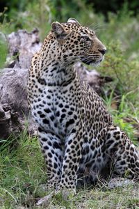 Preview wallpaper leopard, animal, predator, big cat, savannah, wildlife