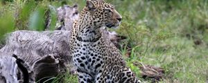 Preview wallpaper leopard, animal, predator, big cat, savannah, wildlife