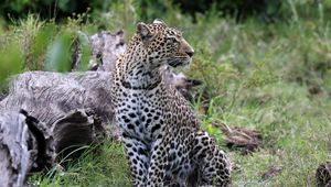 Preview wallpaper leopard, animal, predator, big cat, savannah, wildlife