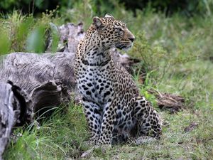 Preview wallpaper leopard, animal, predator, big cat, savannah, wildlife