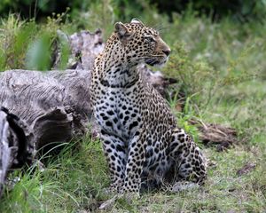 Preview wallpaper leopard, animal, predator, big cat, savannah, wildlife