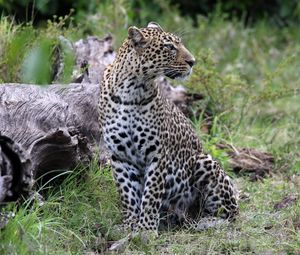 Preview wallpaper leopard, animal, predator, big cat, savannah, wildlife