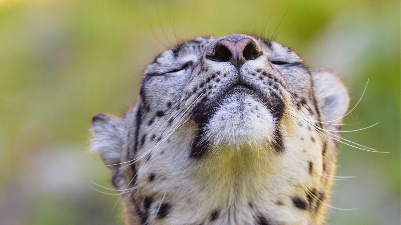 Wallpaper leopard, animal, relax, big cat