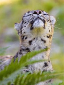 Preview wallpaper leopard, animal, relax, big cat