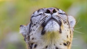Preview wallpaper leopard, animal, relax, big cat