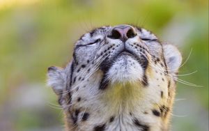 Preview wallpaper leopard, animal, relax, big cat