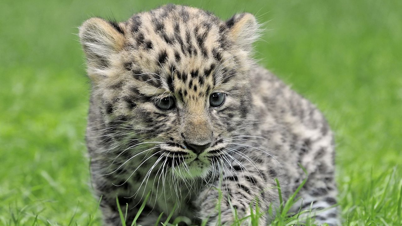 Wallpaper leopard, baby, grass