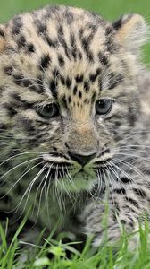 Preview wallpaper leopard, baby, grass