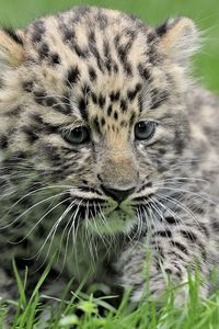 Preview wallpaper leopard, baby, grass