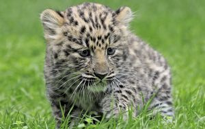 Preview wallpaper leopard, baby, grass