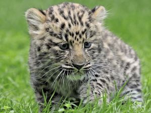 Preview wallpaper leopard, baby, grass