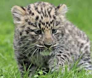 Preview wallpaper leopard, baby, grass