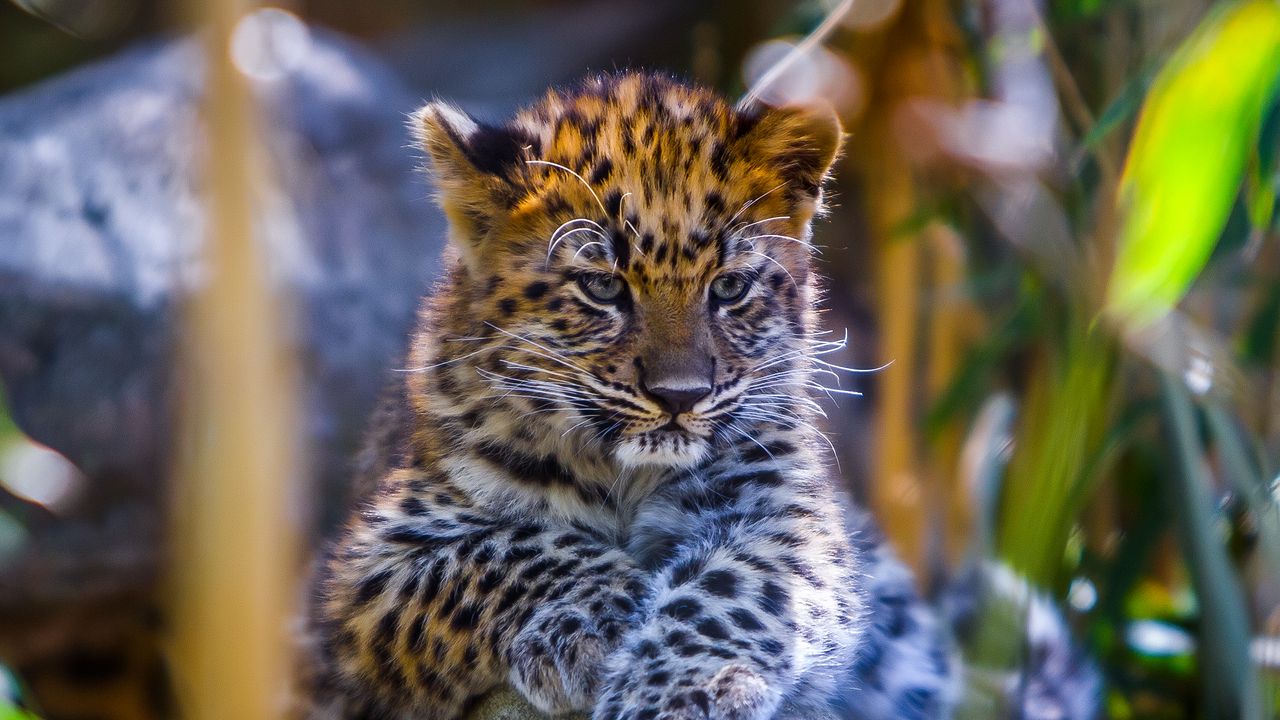 Wallpaper leopard, baby, look, predator