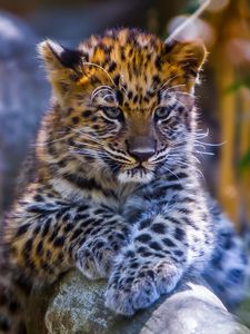 Preview wallpaper leopard, baby, look, predator