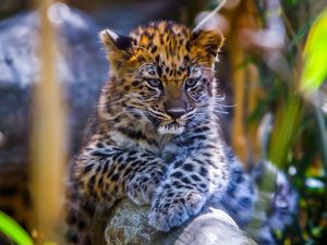 Preview wallpaper leopard, baby, look, predator