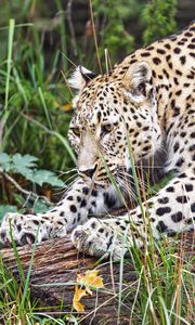 Preview wallpaper leopard, big cat, animal, wild