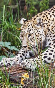 Preview wallpaper leopard, big cat, animal, wild