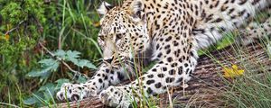 Preview wallpaper leopard, big cat, animal, wild