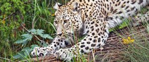 Preview wallpaper leopard, big cat, animal, wild