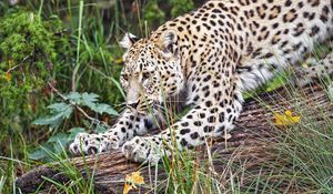 Preview wallpaper leopard, big cat, animal, wild