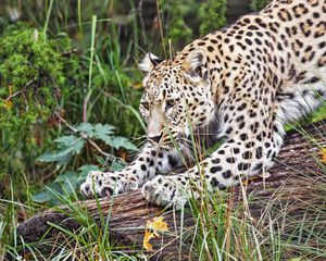 Preview wallpaper leopard, big cat, animal, wild