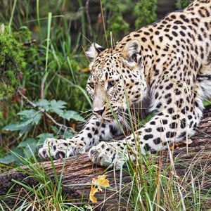 Preview wallpaper leopard, big cat, animal, wild