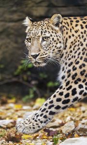 Preview wallpaper leopard, big cat, animal, predator