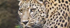 Preview wallpaper leopard, big cat, animal, predator