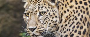 Preview wallpaper leopard, big cat, animal, predator