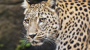 Preview wallpaper leopard, big cat, animal, predator