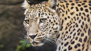 Preview wallpaper leopard, big cat, animal, predator