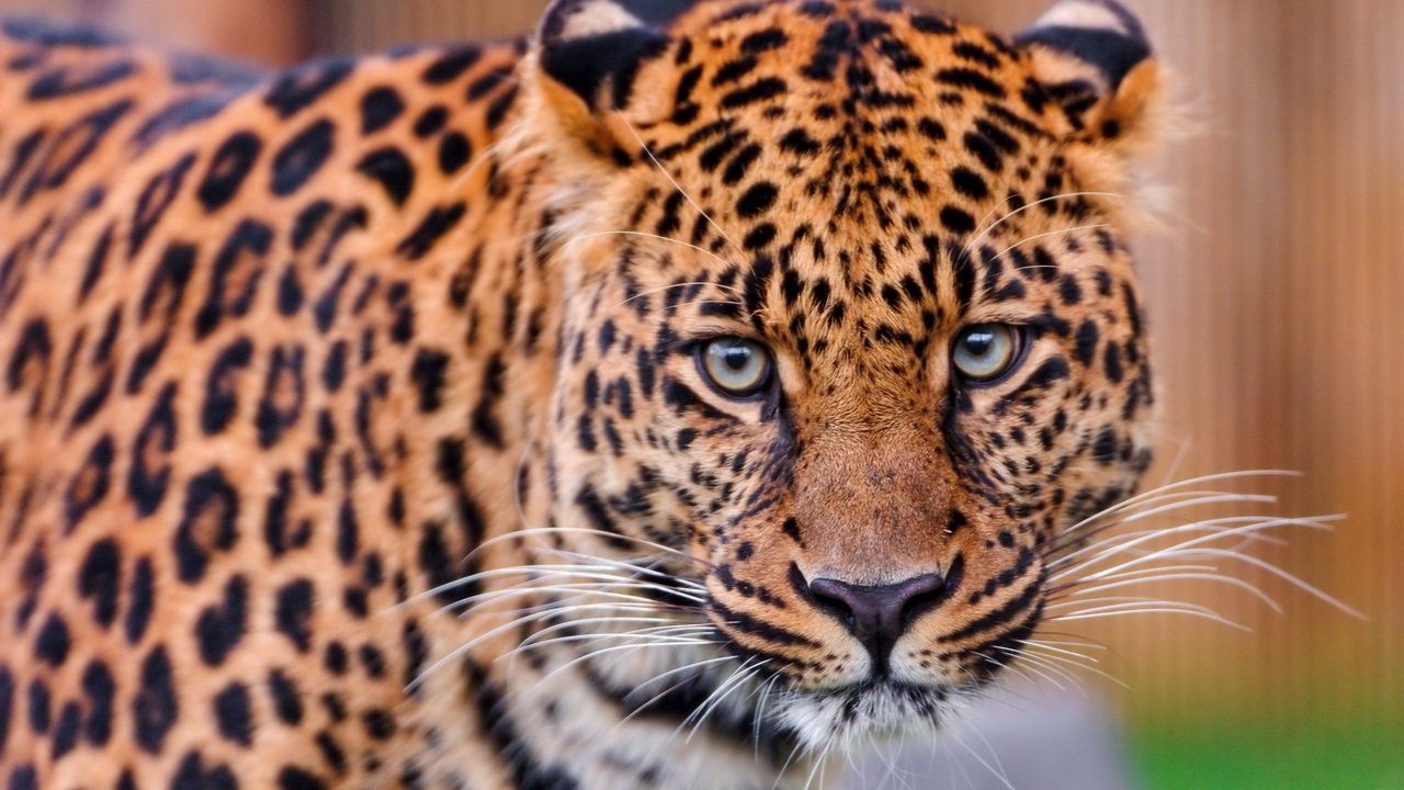 Wallpaper leopard, big cat, face, aggression