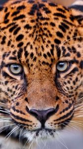 Preview wallpaper leopard, big cat, face, aggression